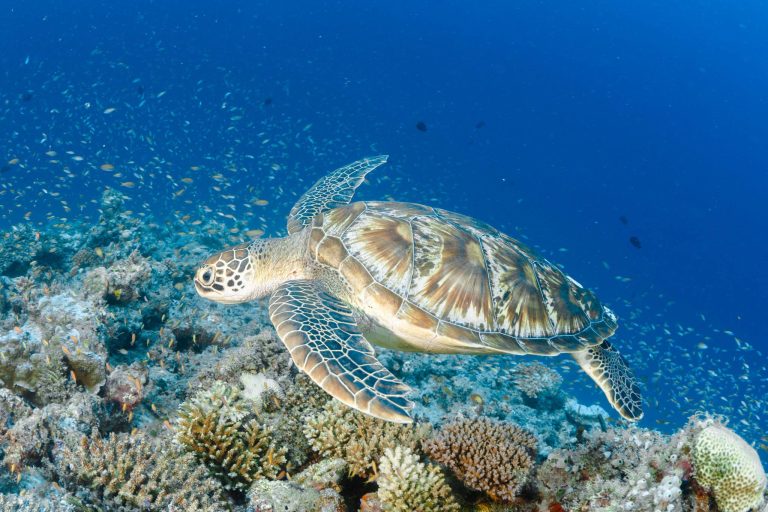 17 Days Tanzania Safari & zanzibar Vacation